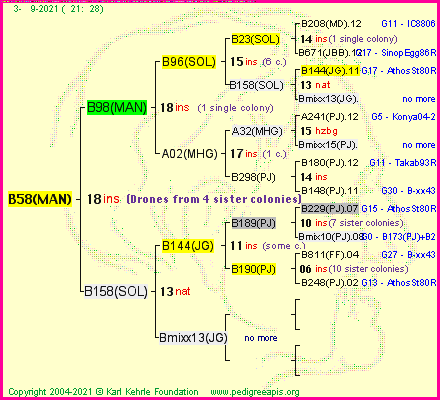 Pedigree of B58(MAN) :
four generations presented
it's temporarily unavailable, sorry!