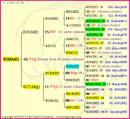 Pedigree of B58(ME) :
four generations presented