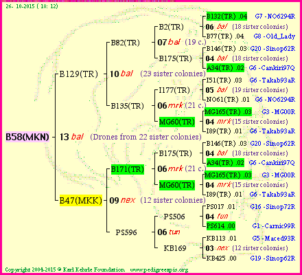 Pedigree of B58(MKN) :
four generations presented