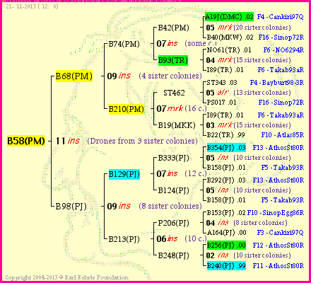 Pedigree of B58(PM) :
four generations presented