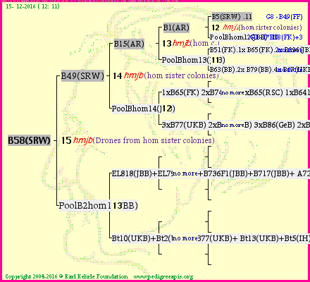 Pedigree of B58(SRW) :
four generations presented<br />it's temporarily unavailable, sorry!