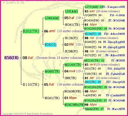 Pedigree of B58(TR) :
four generations presented