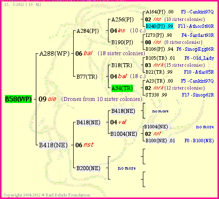 Pedigree of B58(WP) :
four generations presented