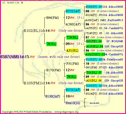 Pedigree of B587(ABR)1dr :
four generations presented