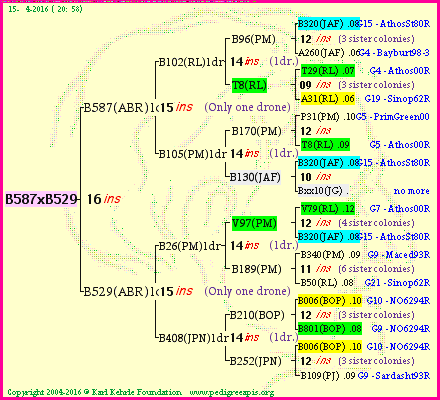 Pedigree of B587xB529 :
four generations presented