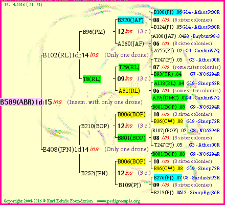 Pedigree of B589(ABR)1dr :
four generations presented