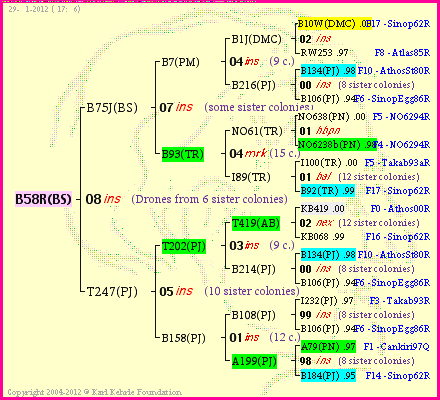 Pedigree of B58R(BS) :
four generations presented