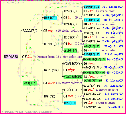 Pedigree of B59(AB) :
four generations presented