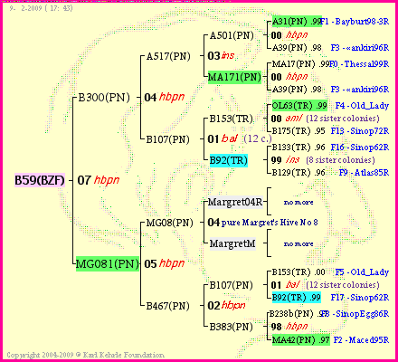 Pedigree of B59(BZF) :
four generations presented
