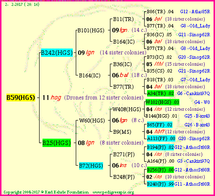 Pedigree of B59(HGS) :
four generations presented