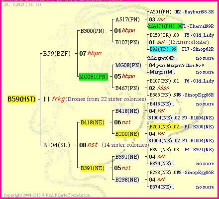 Pedigree of B59(HST) :
four generations presented