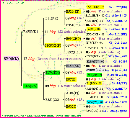 Pedigree of B59(KK) :
four generations presented