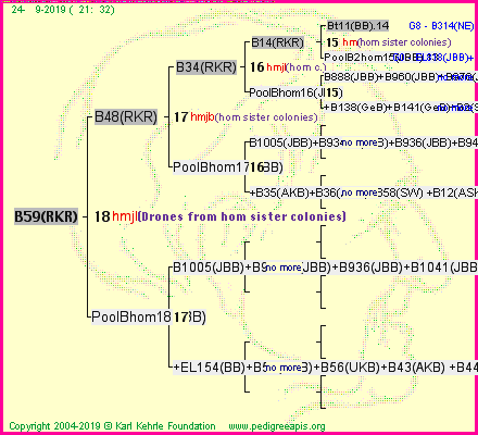 Pedigree of B59(RKR) :
four generations presented
it's temporarily unavailable, sorry!