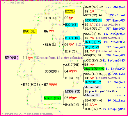 Pedigree of B59(SL) :
four generations presented