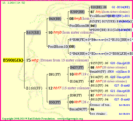 Pedigree of B590(GEK) :
four generations presented