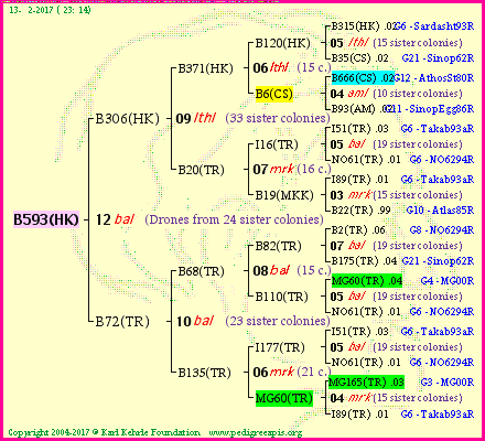 Pedigree of B593(HK) :
four generations presented