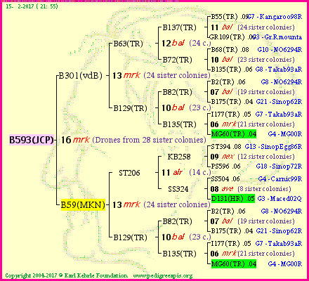 Pedigree of B593(JCP) :
four generations presented