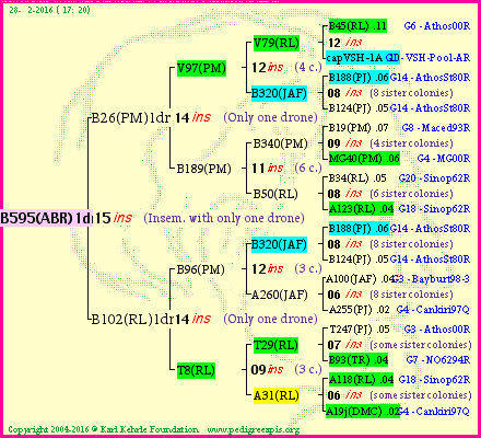 Pedigree of B595(ABR)1dr :
four generations presented
it's temporarily unavailable, sorry!