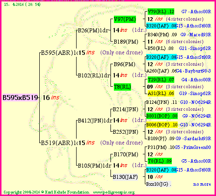 Pedigree of B595xB519 :
four generations presented