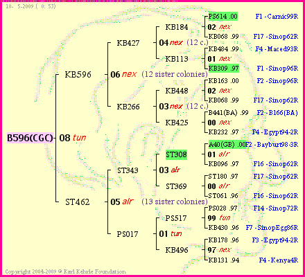 Pedigree of B596(CGC) :
four generations presented