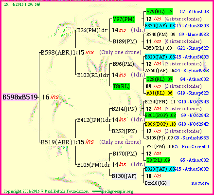 Pedigree of B598xB519 :
four generations presented