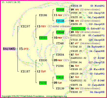 Pedigree of B6(ANB) :
four generations presented