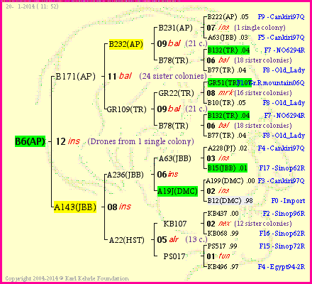 Pedigree of B6(AP) :
four generations presented