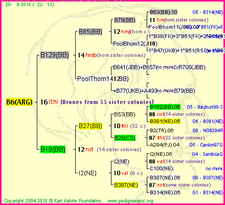 Pedigree of B6(ARG) :
four generations presented<br />it's temporarily unavailable, sorry!