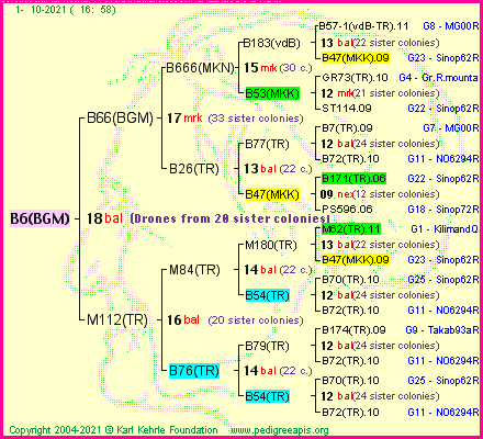 Pedigree of B6(BGM) :
four generations presented
it's temporarily unavailable, sorry!