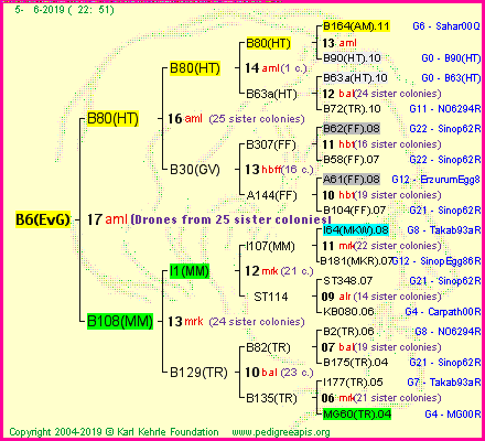 Pedigree of B6(EvG) :
four generations presented<br />it's temporarily unavailable, sorry!