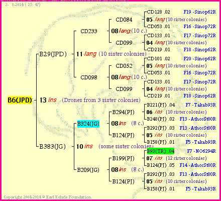 Pedigree of B6(JPD) :
four generations presented