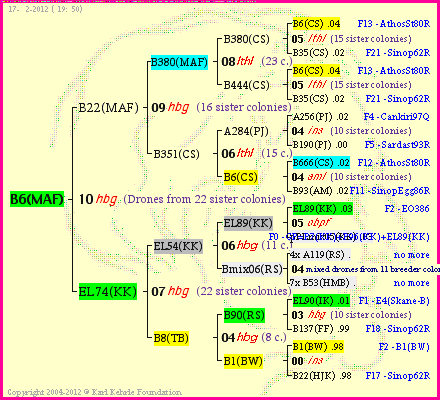 Pedigree of B6(MAF) :
four generations presented