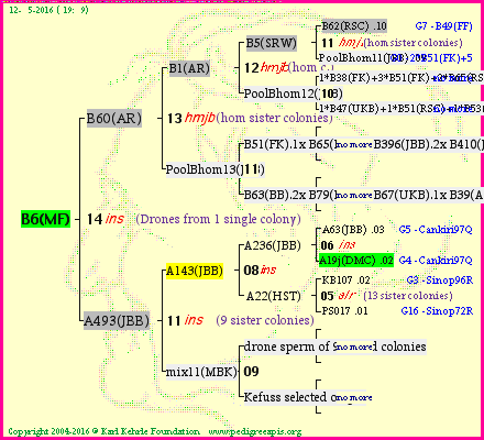 Pedigree of B6(MF) :
four generations presented