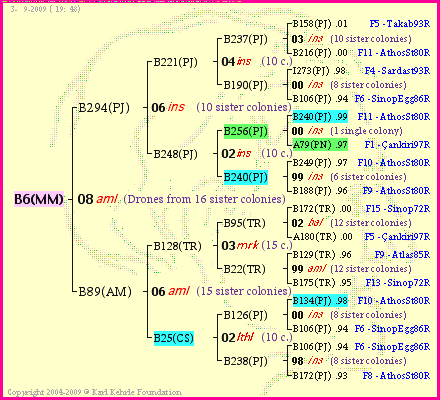 Pedigree of B6(MM) :
four generations presented