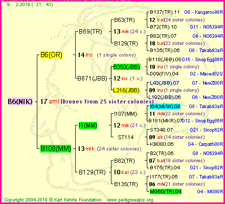 Pedigree of B6(NIK) :
four generations presented<br />it's temporarily unavailable, sorry!