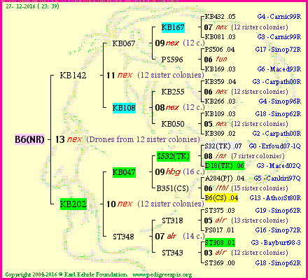 Pedigree of B6(NR) :
four generations presented