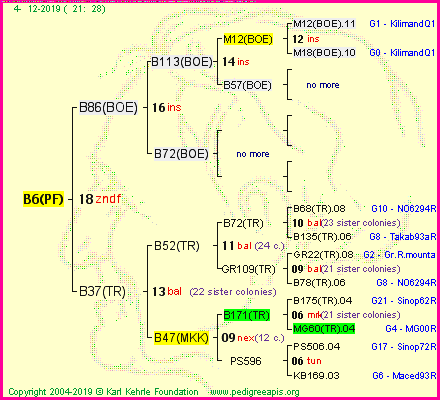 Pedigree of B6(PF) :
four generations presented<br />it's temporarily unavailable, sorry!