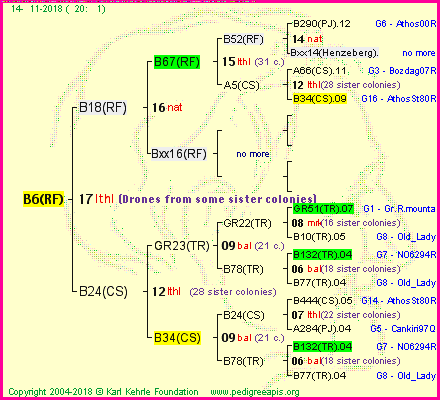 Pedigree of B6(RF) :
four generations presented<br />it's temporarily unavailable, sorry!