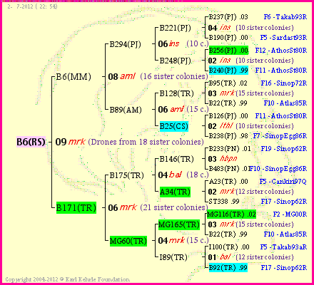 Pedigree of B6(RS) :
four generations presented