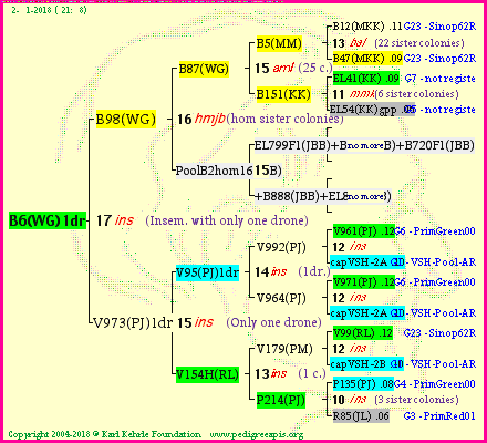 Pedigree of B6(WG)1dr :
four generations presented