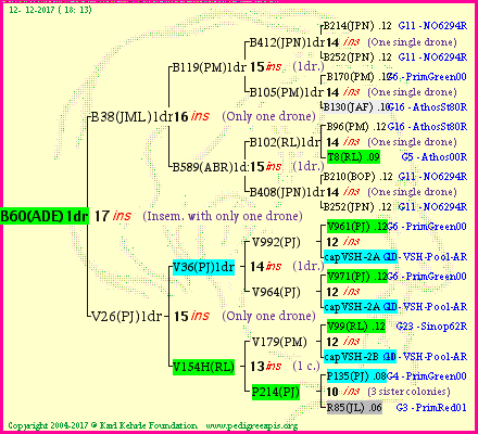 Pedigree of B60(ADE)1dr :
four generations presented