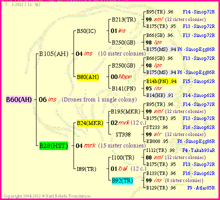 Pedigree of B60(AH) :
four generations presented