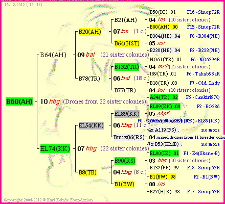 Pedigree of B60(AH) :
four generations presented