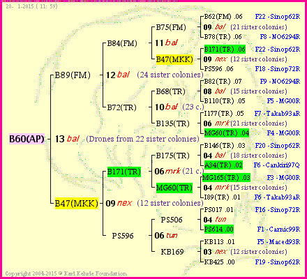 Pedigree of B60(AP) :
four generations presented