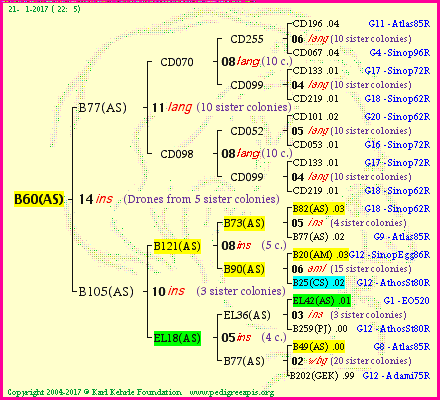 Pedigree of B60(AS) :
four generations presented