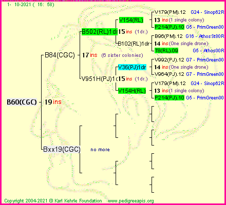 Pedigree of B60(CGC) :
four generations presented
it's temporarily unavailable, sorry!