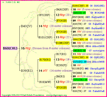 Pedigree of B60(CHU) :
four generations presented