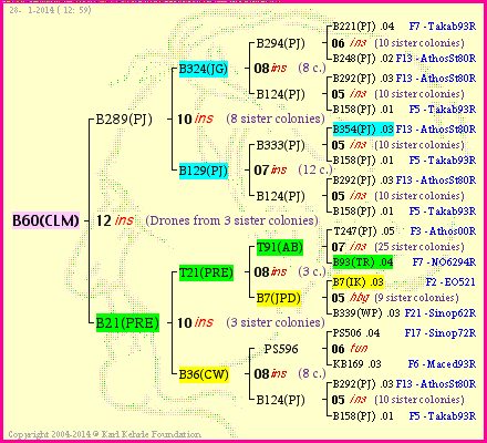 Pedigree of B60(CLM) :
four generations presented