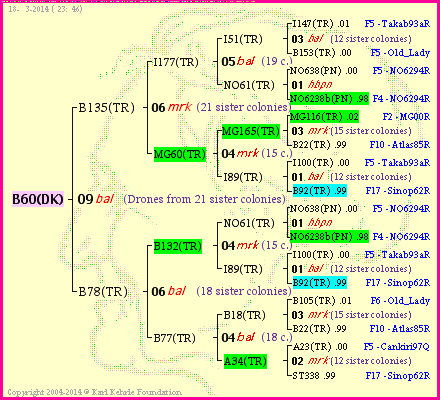 Pedigree of B60(DK) :
four generations presented