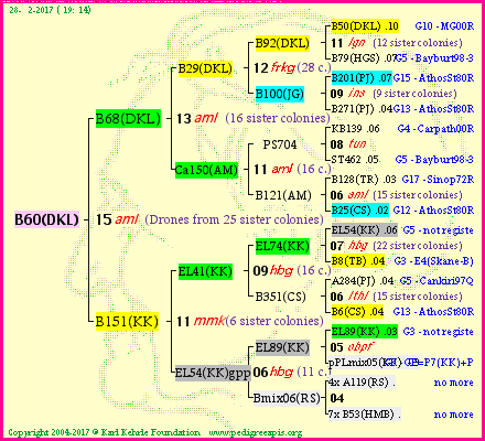 Pedigree of B60(DKL) :
four generations presented